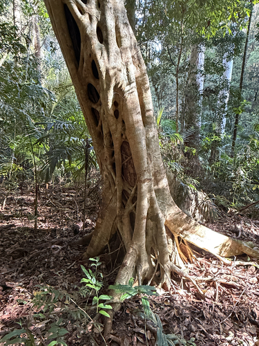 Ficus watkinsiana observed 2026-10-04