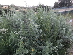 Atriplex lentiformis lentiformis