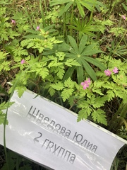 Geranium robertianum