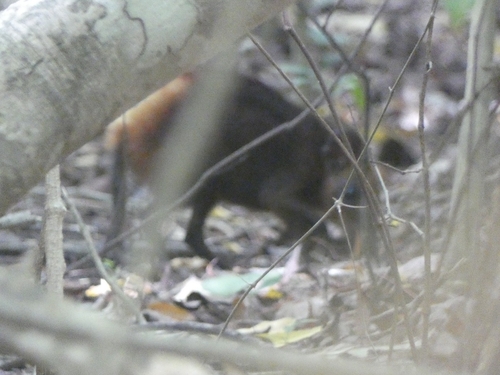 Rhynchocyon chrysopygus