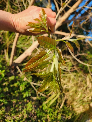 Ficus virens observed 2026-10-04
