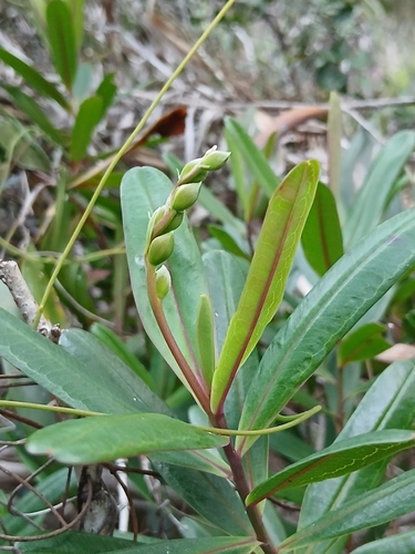Hibbertia lucens observed 2026-10-04