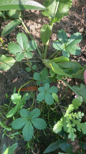 Creeping cinquefoil