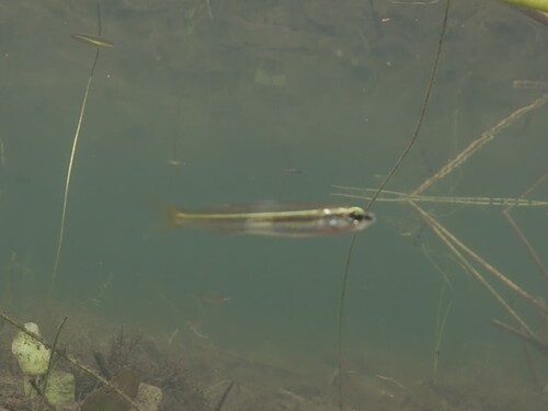 Flyspecked Hardyhead
