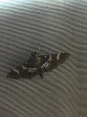 Desmia ufeus