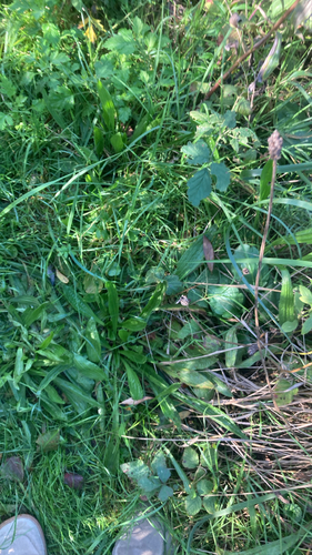 ribwort plantain