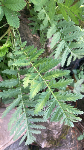 Common Tansy