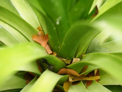 Dracaena draco ajgal