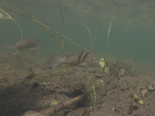 Spangled Perch