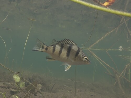 Barred Grunter