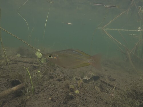 Western Rainbowfish