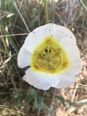 Calochortus superbus