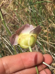 Calochortus superbus