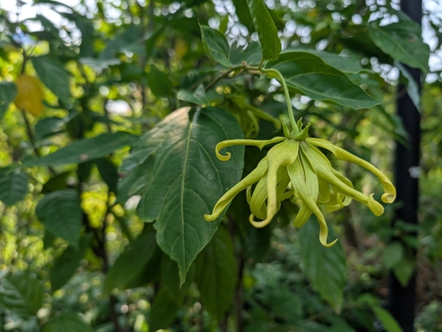 Cananga odorata observed 2026-10-04