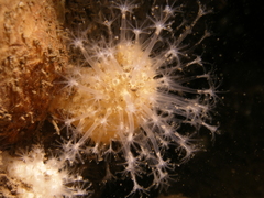 Alcyonium digitatum
