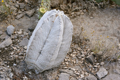 Astrophytum coahuilense