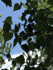 Populus