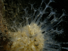 Alcyonium digitatum