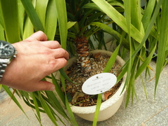 Dracaena draco ajgal