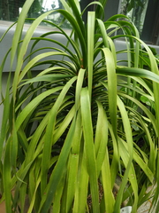 Dracaena draco ajgal