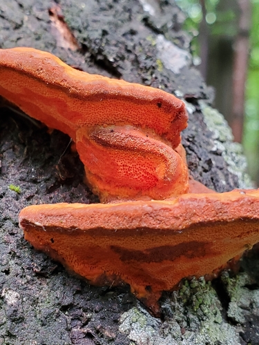 Northern Cinnabar Polypore