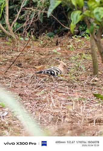 Common Hoopoe