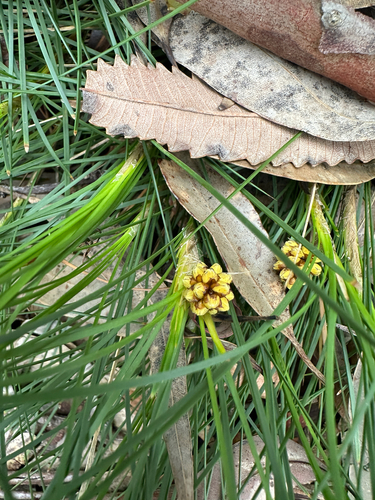 Lomandra glauca observed 2026-10-04