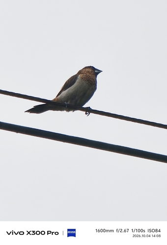 White-rumped Munia