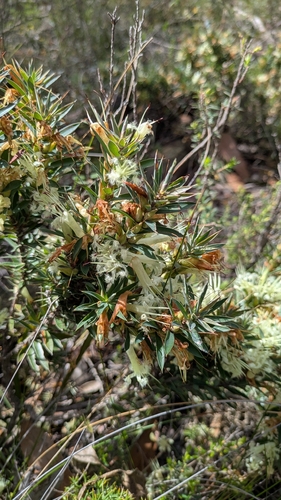 Styphelia adscendens observed 2026-10-04