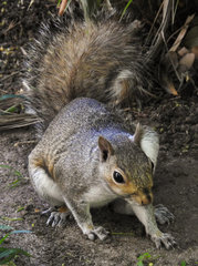 Sciurus carolinensis