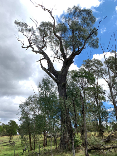 Eucalyptus radiata observed 2026-10-04