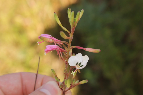 biennial beeblossom