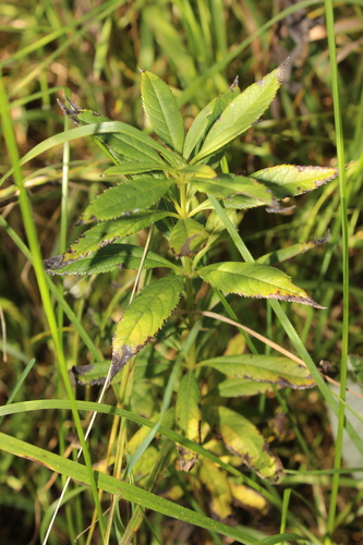 Culver's root