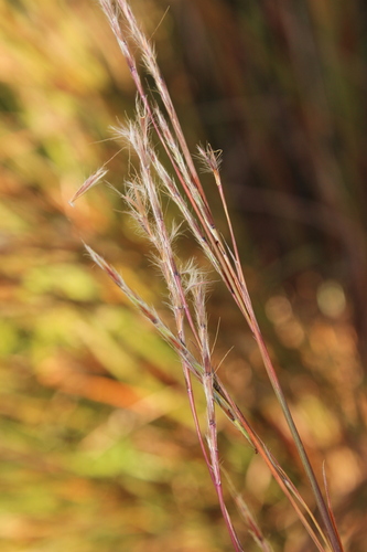 little bluestem