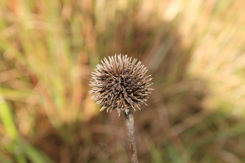 pale purple coneflower