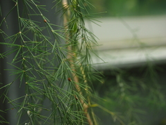Asparagus plocamoides