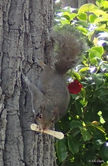 Sciurus carolinensis