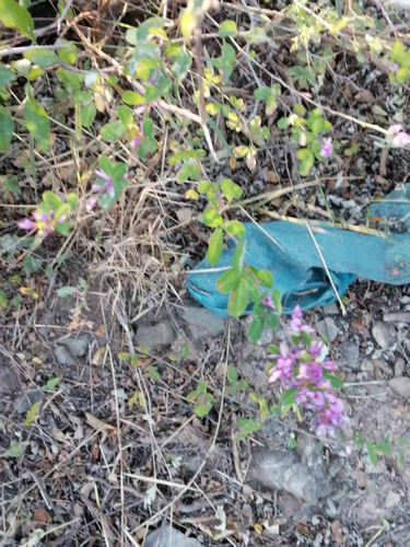 Lespedeza floribunda observed 2026-10-03