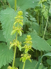 Cruciata