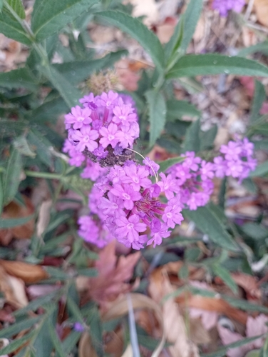 Butterfly bush