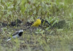 Motacilla flava flava