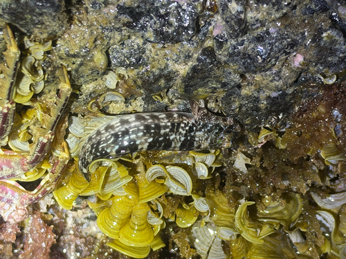 Entomacrodus marmoratus observed 2026-10-03