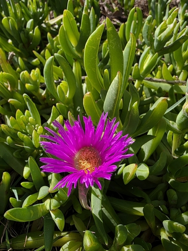 Angular sea-fig (Carpobrotus glaucescens)
