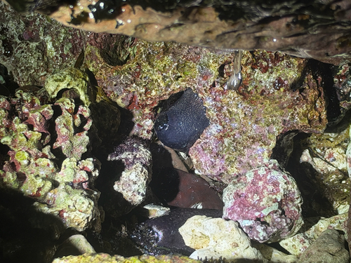Holothuria cinerascens observed 2026-10-03