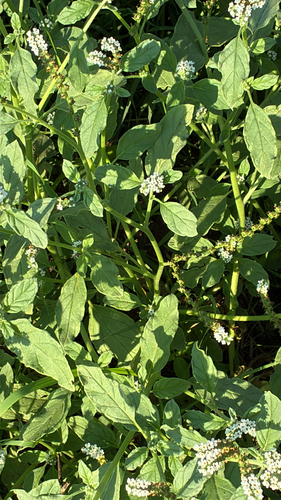 European heliotrope