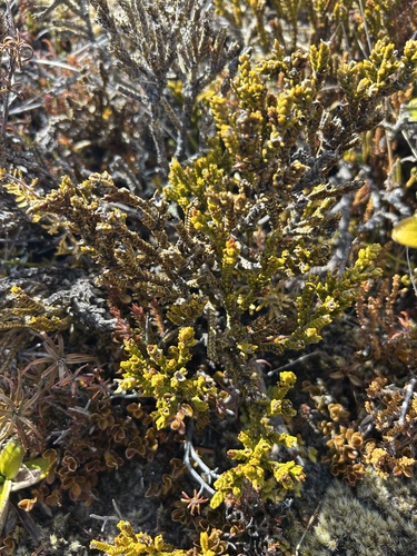 Veronica tetragona observed 2026-10-04