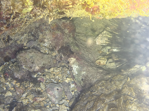 Echinothrix diadema observed 2026-10-03