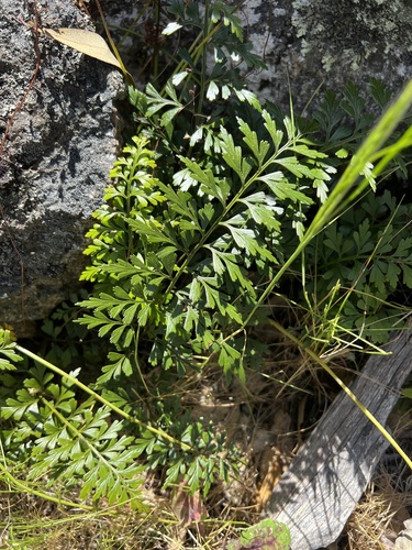 Asplenium aethiopicum observed 2026-10-04