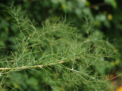 Asparagus plocamoides