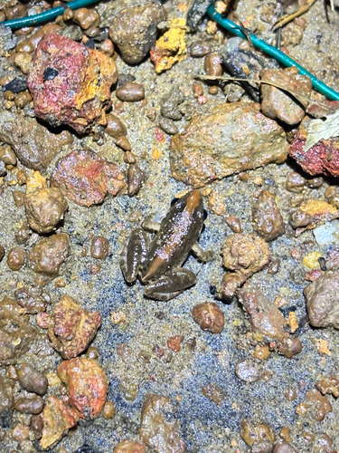 Common Paddy Field Frog